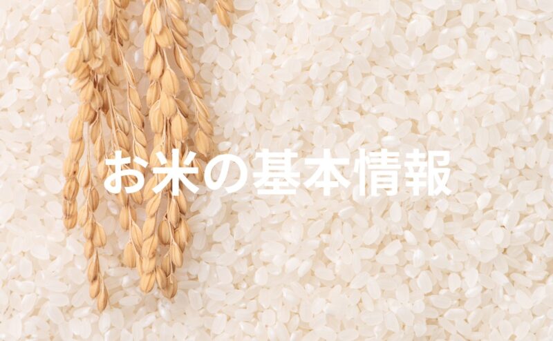 お米について学ぼう！特徴、種類、品種、道具について解説！